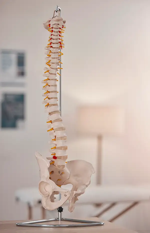 Detailed spinal anatomy model used in Scottsdale chiropractic consultations
